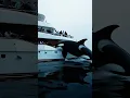 Download Lagu 🛥️Orca Whale DESTROYS Luxury Yacht