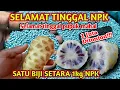 Lagu Luar biasa Saya terkejut dengan hasilnya..!! Cara membuat pupuk NPK mutiara 16-16-16