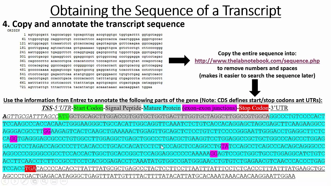 Retrieving Gene & Promoter Sequences