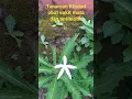 Download Lagu Tanaman herbal kitolod obat mata, sakit gigi, sakit tenggorokan, antibiotik #shorts #shortsvideo