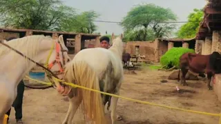 horse power horse mating and crossbreeding guide natural breeding foal birth and best breeding