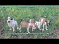 Download Lagu REVIEW ANAKAN ANJING MIX ANJING KAMPUNG HASIL DARI NESKISAN ‼️