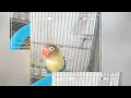 Download Lagu Yellow-Collared Lovebird 