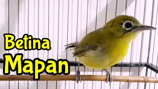 terbaru betina mapan bikin kecial kuning jantan langsung nyaut 19 12 20 