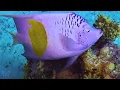 11 HOURS of 4K Underwater Wonders + Relaxing Music - Coral Reefs & Colorful Sea Life in UHD