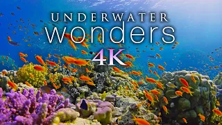 11 HOURS of 4K Underwater Wonders Relaxing Music - Coral Reefs Colorful Sea Life in U
