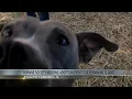 Humane Society of Southern Illinois holds adoption event for last remaining dogs