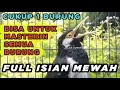 Download Lagu Suara Kicau Jalak Suren Gacor Full Durasi cocok buat PANCINGAN dan MASTERAN JALAK agar CEPAT GACOR