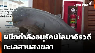 ผนึกกำลังอนุรักษ์โลมาอิรวดีทะเลสาบสงขลา | จับตารอบทิศ | 15 ต.ค. 69
