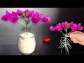 Lagu Just 1 cup! The bougainvillea branch suddenly took root like crazy and bloomed forever