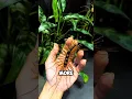 Download Lagu 3 unieke insecten die totaal niet op insecten lijken