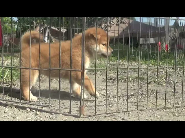 動画