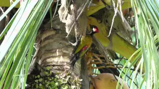 black naped oriole beautiful and relaxing sounds of yellow birds songs