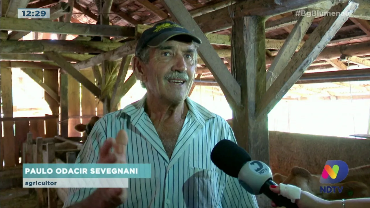 Inseto prejudica lavoura do milho no Vale do Itajaí; entenda