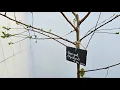Cherry-Apricot Hybrid - Year 1