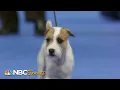 National Dog Show 2023 Terrier Group Full Judging NBC Sports