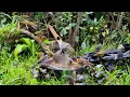 Bird Spa Day in My Garden | Relaxing ASMR Nature Sounds