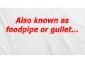 Also known as foodpipe or gullet CodyCross Crossword Answer