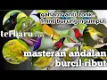Suara burcil ribut masteran pikat skua burung #masteran #mikat