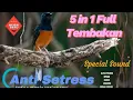 Masteran Murai Batu 5 in 1 Full Tembakan
