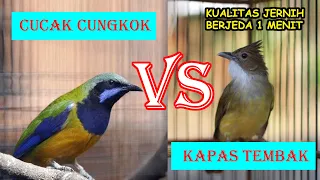 Download Cucak Cungkok vs Kapas Tembak | Masteran Jernih Murai Batu Jeda 30 detik MP3