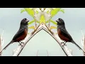 Bullfinch Singing Best Rolls