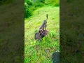 Download Lagu Why India’s Stray Dogs Are So Friendly #k9 #puppy #dog #pets #streetdog #cutedog #short#straydog