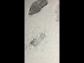 Morton Water Softener Pellets softening water on my driveway