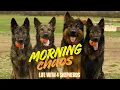 Morning Chaos Life With 4 German Shepherds