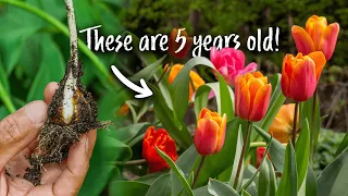 How to Store Tulip Bulbs for Better Flowering Next Year
