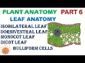 Plant Anatomy 6 Leaf Anatomy Dorsiventral vs Isobilateral Leaf Dicot vs Monocot Leaf