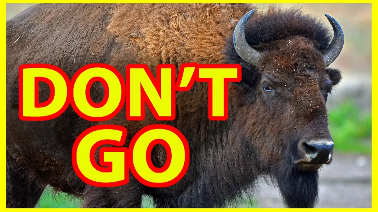 7 Ways to Enhance your Yellowstone National Park Experience | Yellowstone Travel Tips