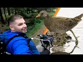 Download Lagu Trying to film a Spotted Crake at the Fochteloërveen