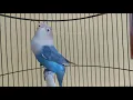 Download Lagu Pancingan Lovebird fighter ngekek panjang ||masteran lovebird ngekek panjang