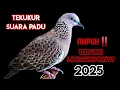 Download Lagu Suara Burung Tekukur Gacor Terbaru 2025, Suara Padu. Terbukti Ampuh Memanggil Tekukur Liar