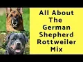All About The German Shepherd Rottweiler Mix The Shepweiler
