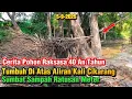 Download Lagu Cerita Pohon Raksasa 40 Tahun Tumbuh Di Tengah Kali Cikarang‼️Sumbat Ratusan Meter Sampah❗