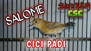 Download Masteran Cici Padi merah SALOME || SUARA BIRUNG CSC MP3