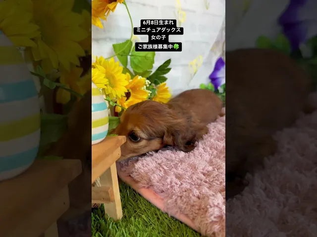 動画