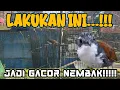 cara perawatan burung seniper agar cepat gacor