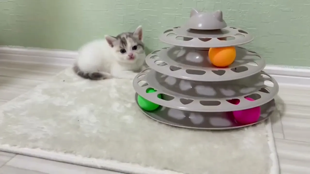 動画