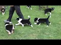 Border Collie Puppies For Sale