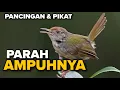 Download Lagu PRENJAK LUMUT BETINA GACOR UNTUK PANCINGAN DAN PIKAT ‼️