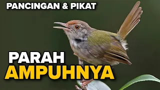 prenjak lumut betina gacor untuk pancingan dan pikat 