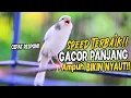 Download Lagu PANCINGAN Kenari GACOR PANJANG Cuit CUIT EMOSI ini AMPUH utk MASTERAN Kenari PAUD belajar BUNYI |14| Download Lagu PANCINGAN Kenari GACOR PANJANG Cuit CUIT EMOSI ini AMPUH utk MASTERAN Kenari PAUD belajar BUNYI |14|