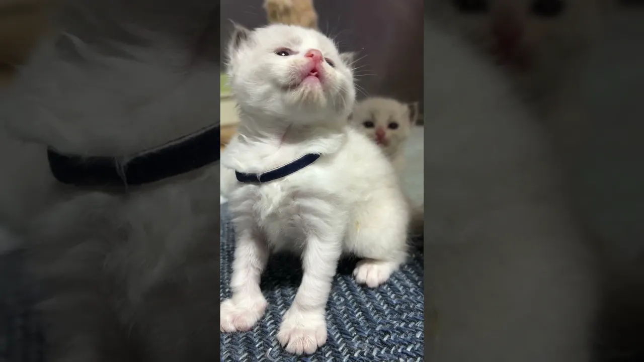 動画