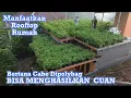 USAHA SAMPINGAN YANG MENGUNTUNGKAN, TANAM CABE DI POLIBAG MANFAATKAN ROOFTOP
