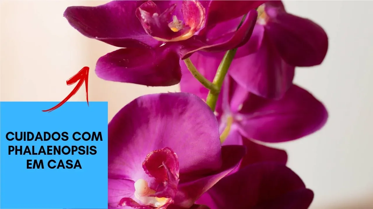 ORQUÍDEA PHALAENOPSIS COMO CUIDAR I COMO CUIDAR DE ORQUÍDEAS