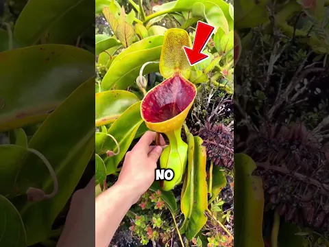 ¡NUNCA tomes agua de esta planta!