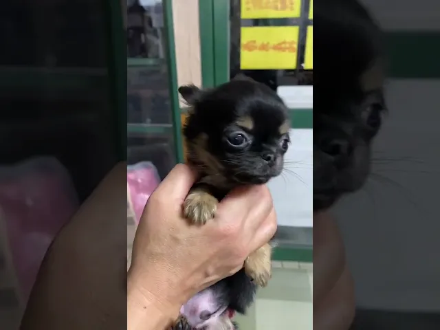 動画